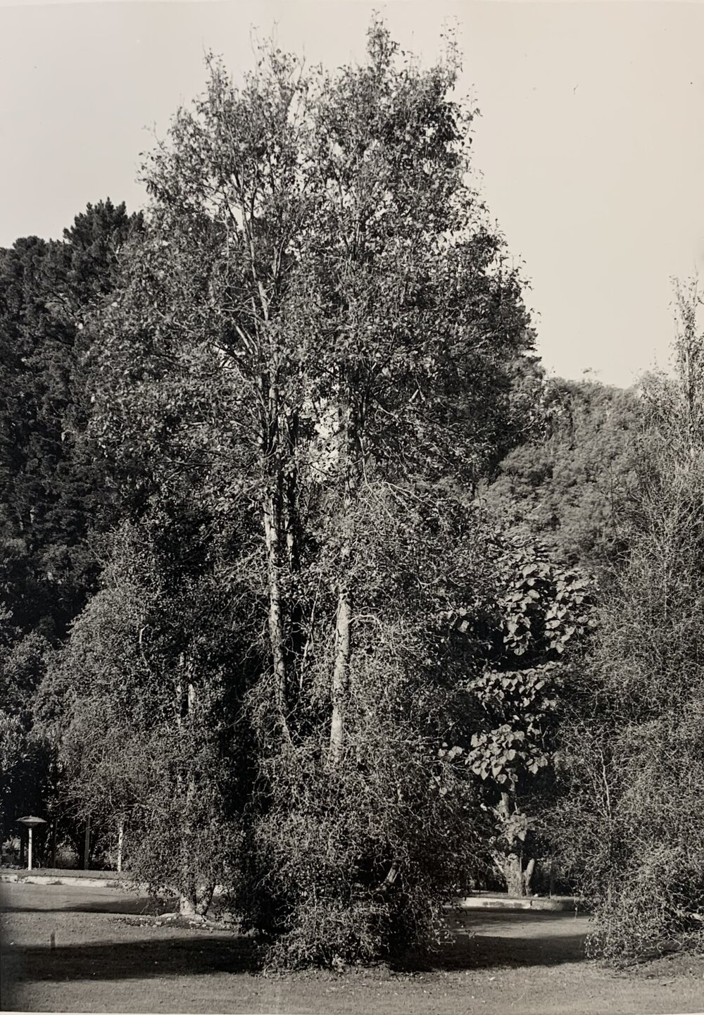 Playgianthus betulinas