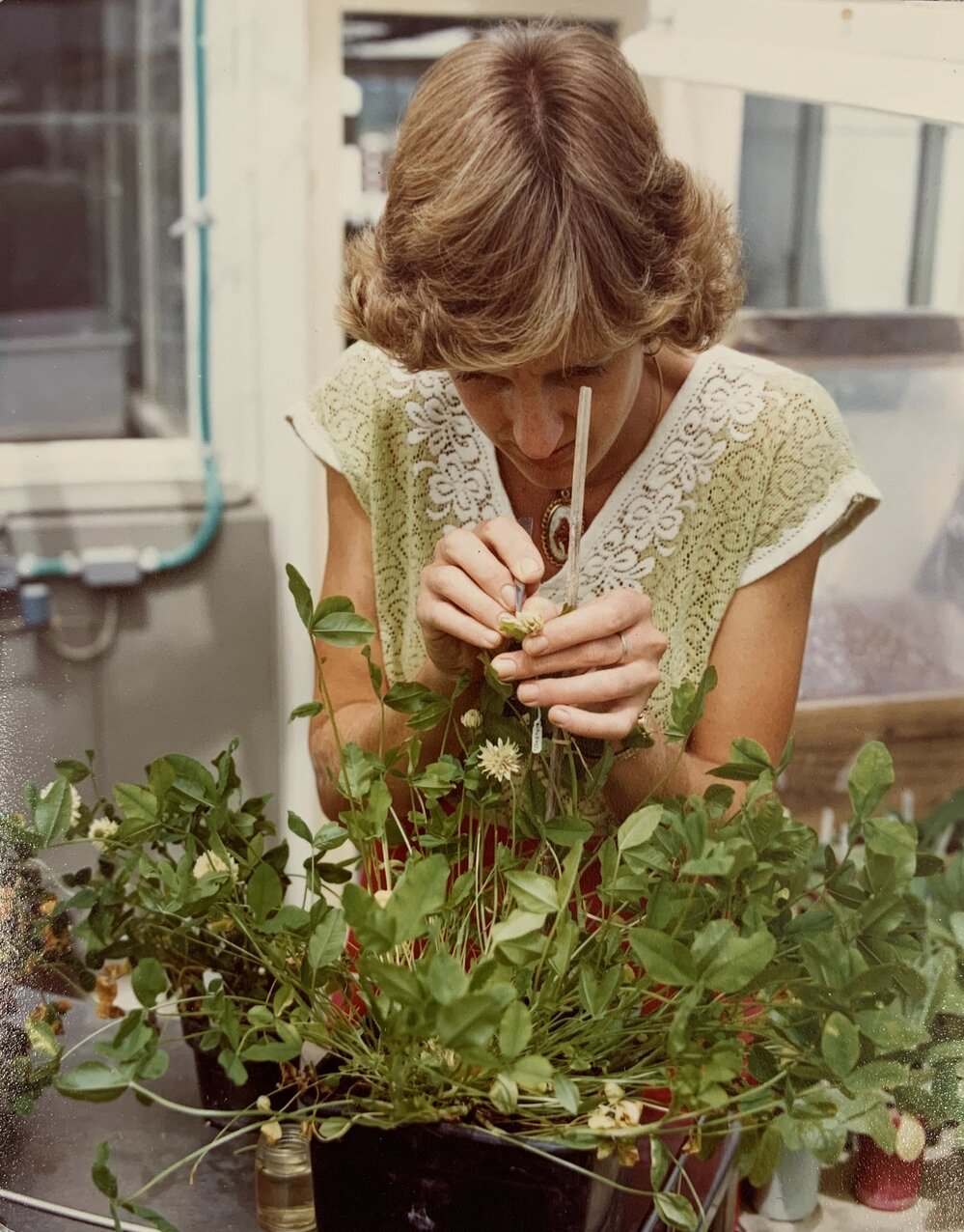 Hand pollinating - 1 of 2