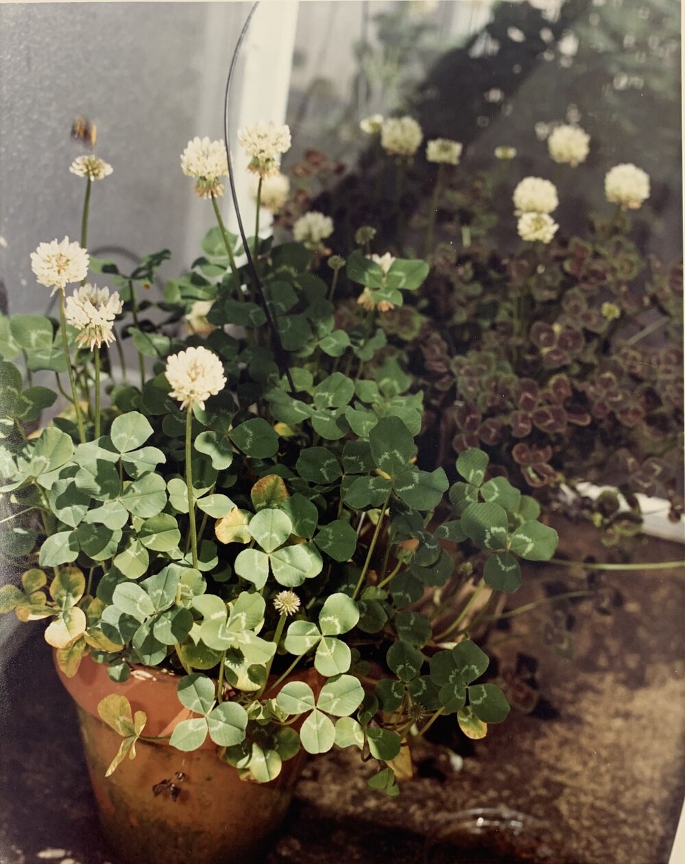 Bumble bees and cross pollination - 1 of 2