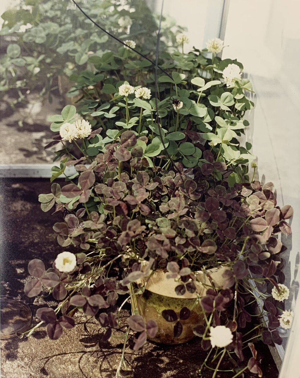 Bumble bees and cross pollination - 2 of 2