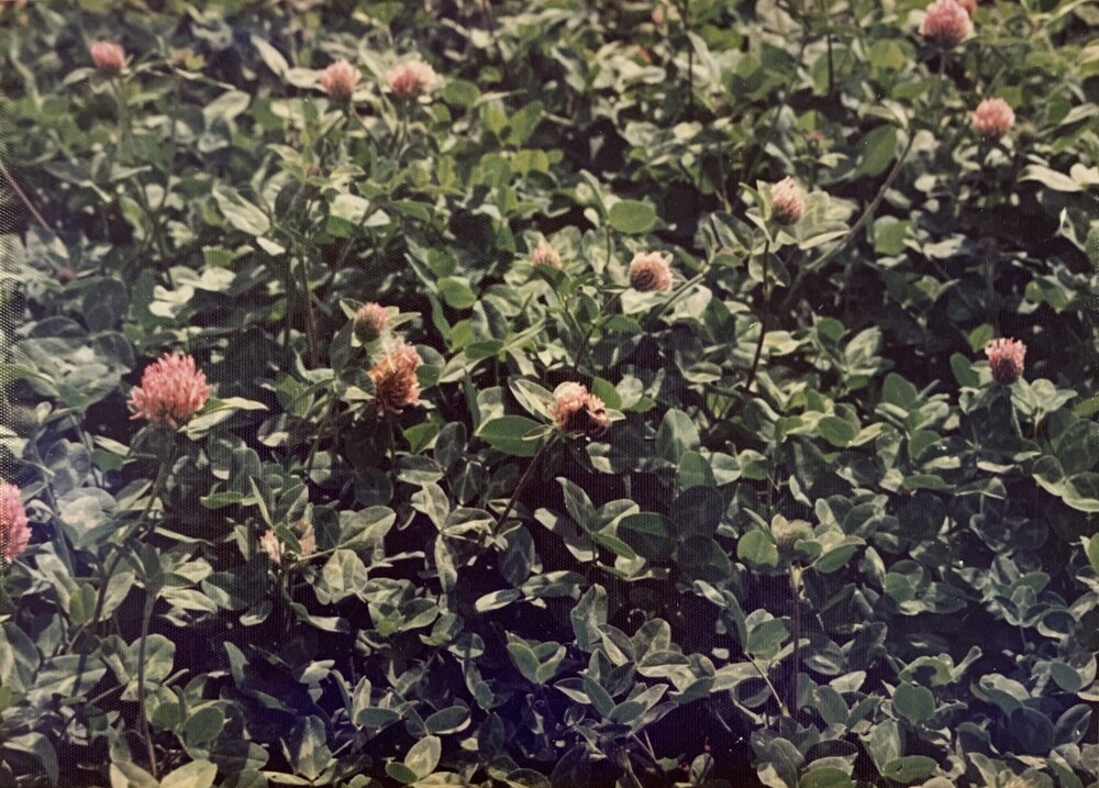 Bee pollinating - 2 of 4