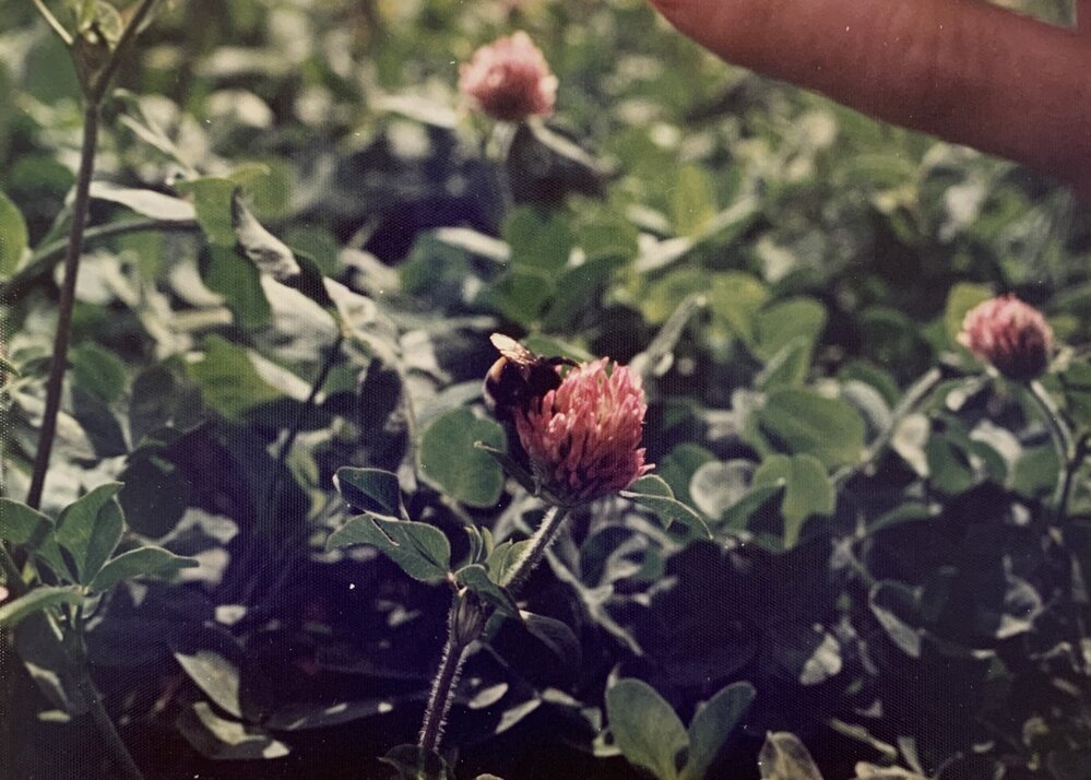 Bee pollinating - 3 of 4