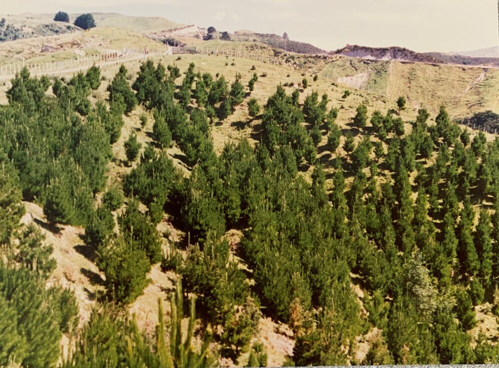 Forestry stock use - Pine