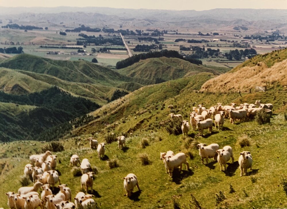 Sheep rotational grazing - 1 of 3