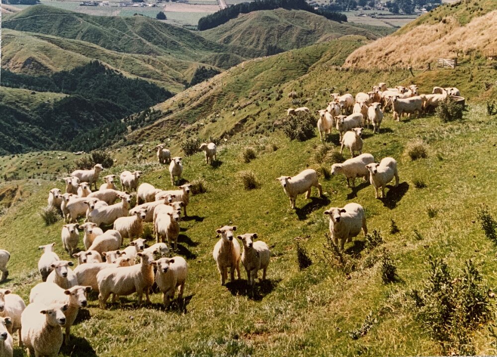 Sheep rotational grazing - 2 of 3