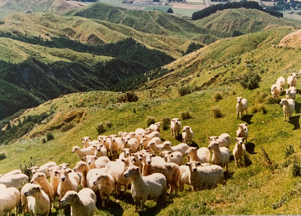 Sheep rotational grazing - 3 of 3