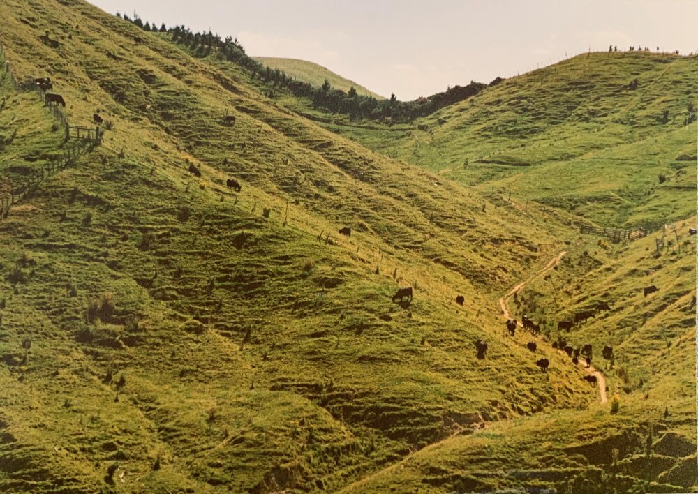 Beef rotational grazing at Ballantrae - 1 of 3