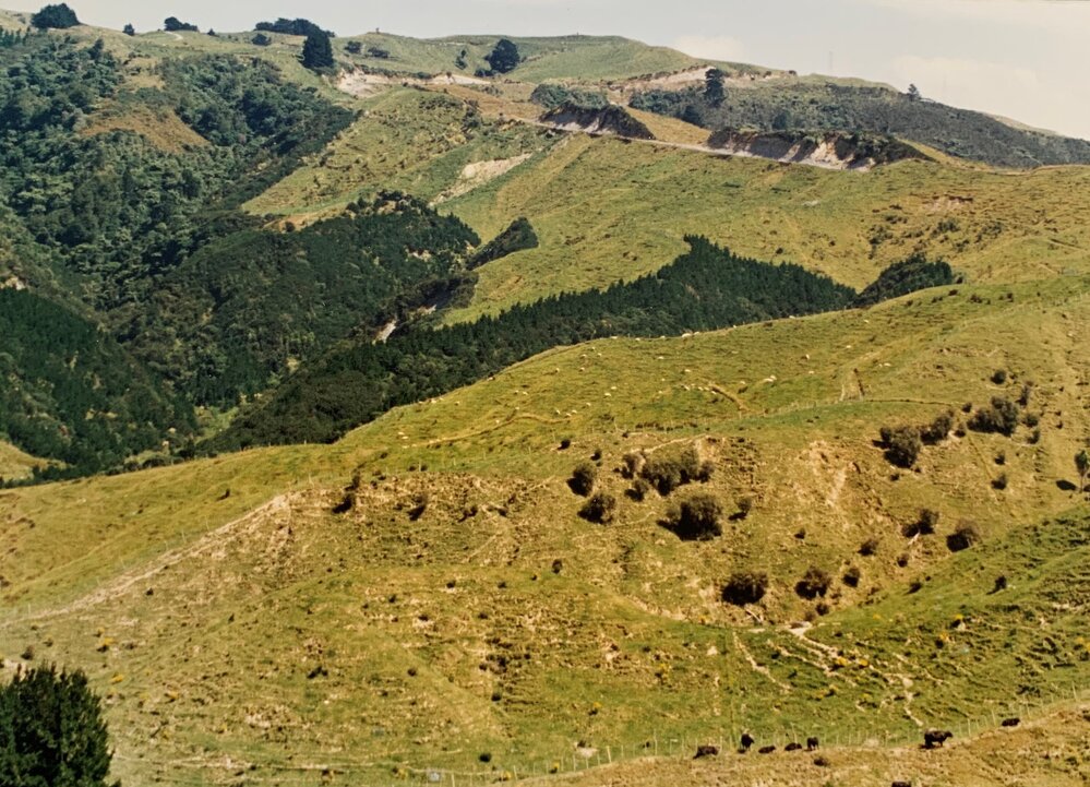 Beef rotational grazing at Ballantrae - 3 of 3