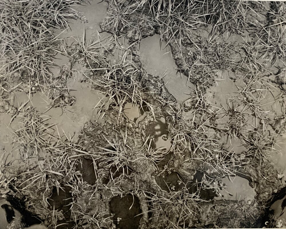 Pasture treading effects - 1 of 9