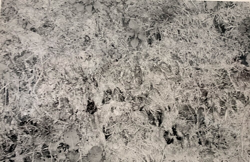 Pasture treading effects - 2 of 9