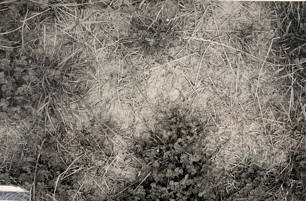 Pasture treading effects - 5 of 9