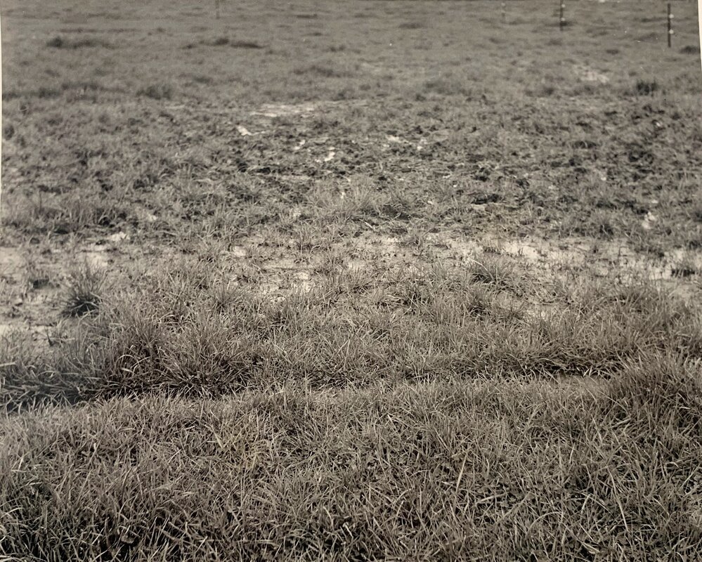 Pasture treading effects - 6 of 9