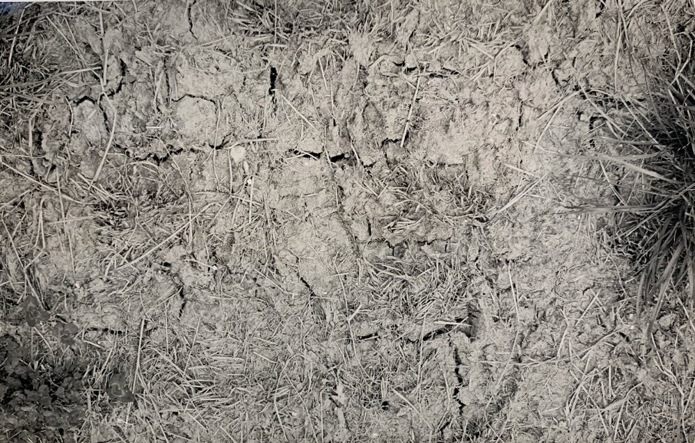 Pasture treading effects - 7 of 9