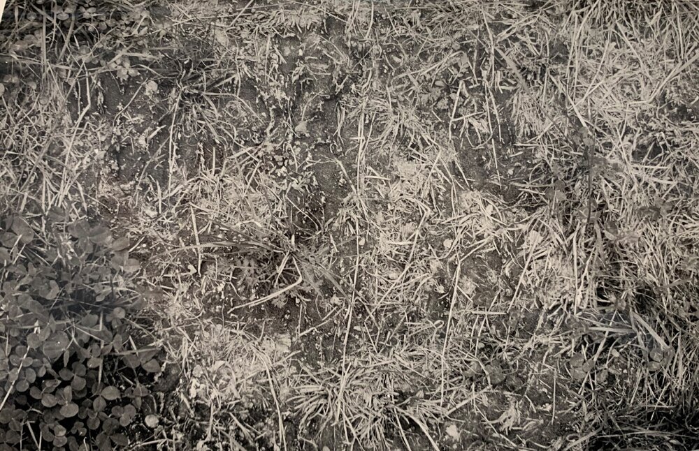 Pasture treading effects - 8 of 9