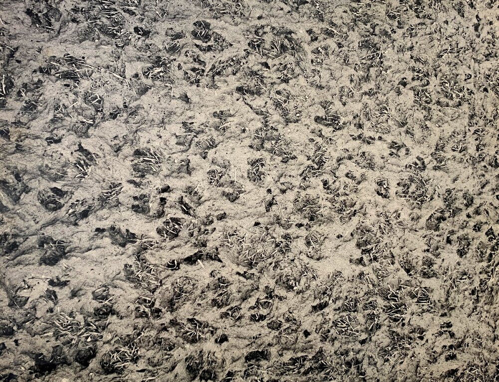 Pasture treading effects - 9 of 9