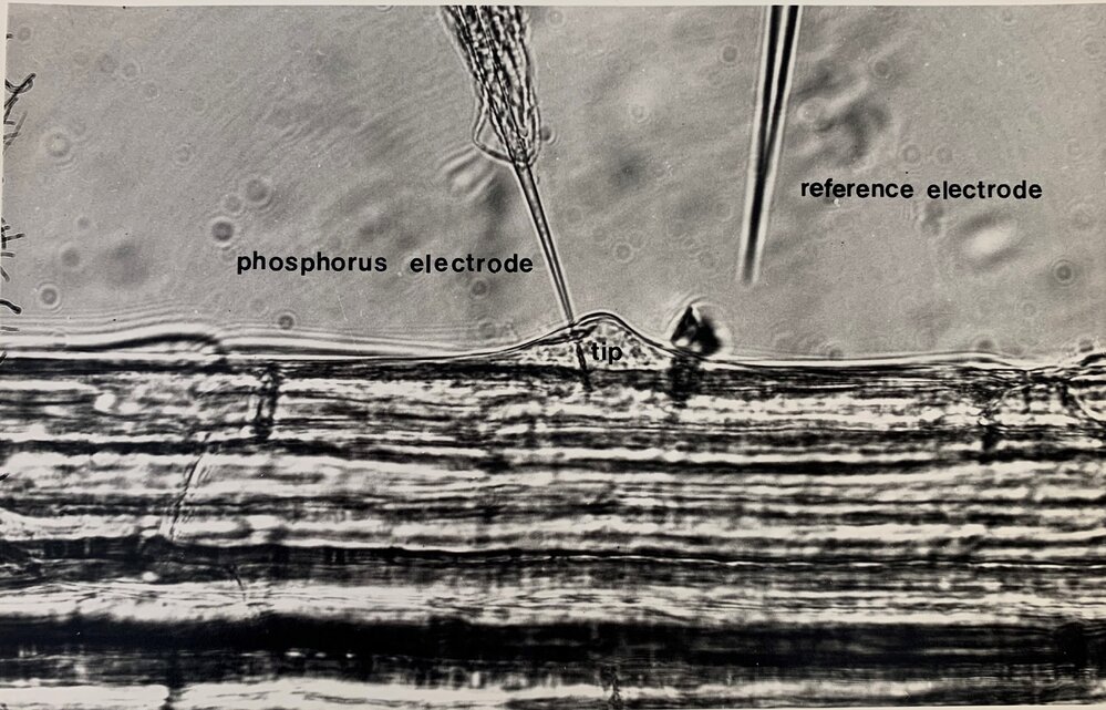 Phosphorus electrode probe