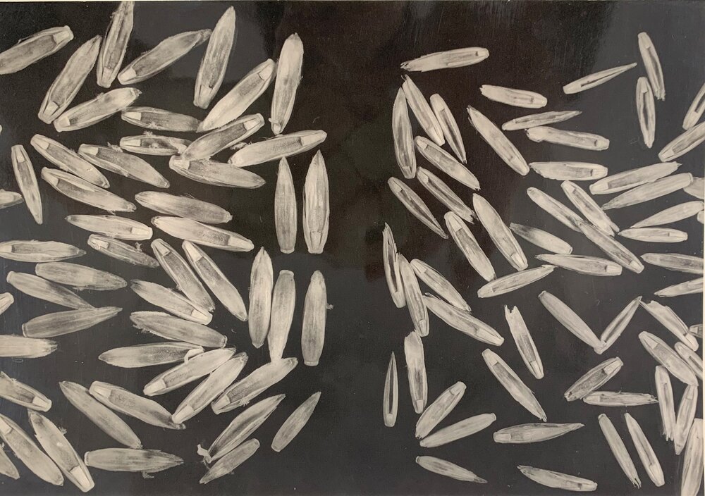 Perennial Ryegrass seed