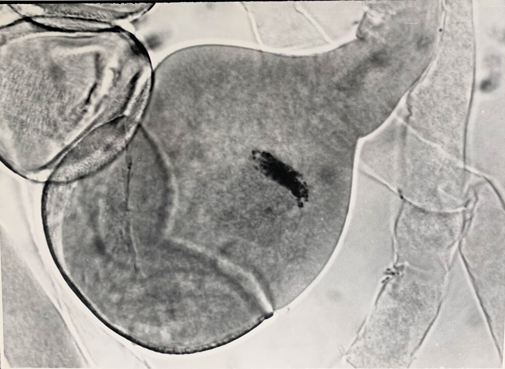 Irradiated N. langsdorffii polen