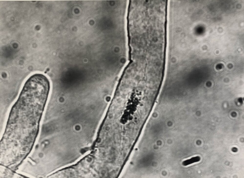 Irradiated N. alata pollen