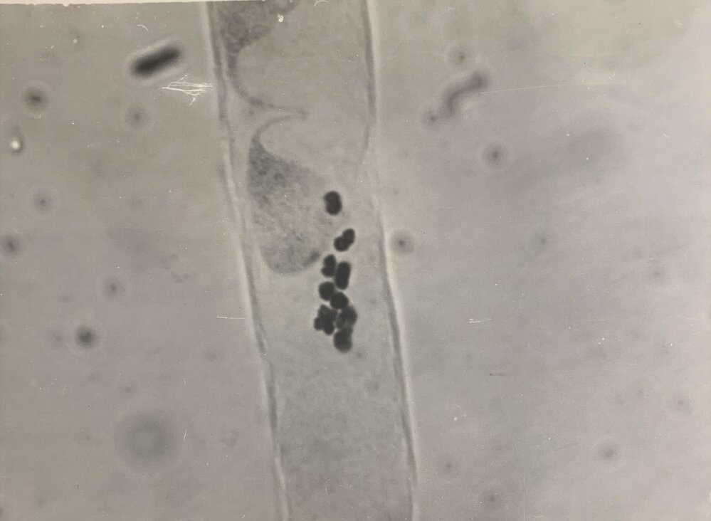 Non-irradiated N. alata pollen