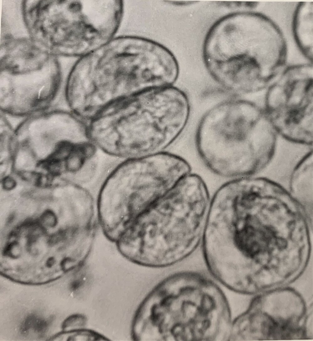 Division of Trifolium arvense