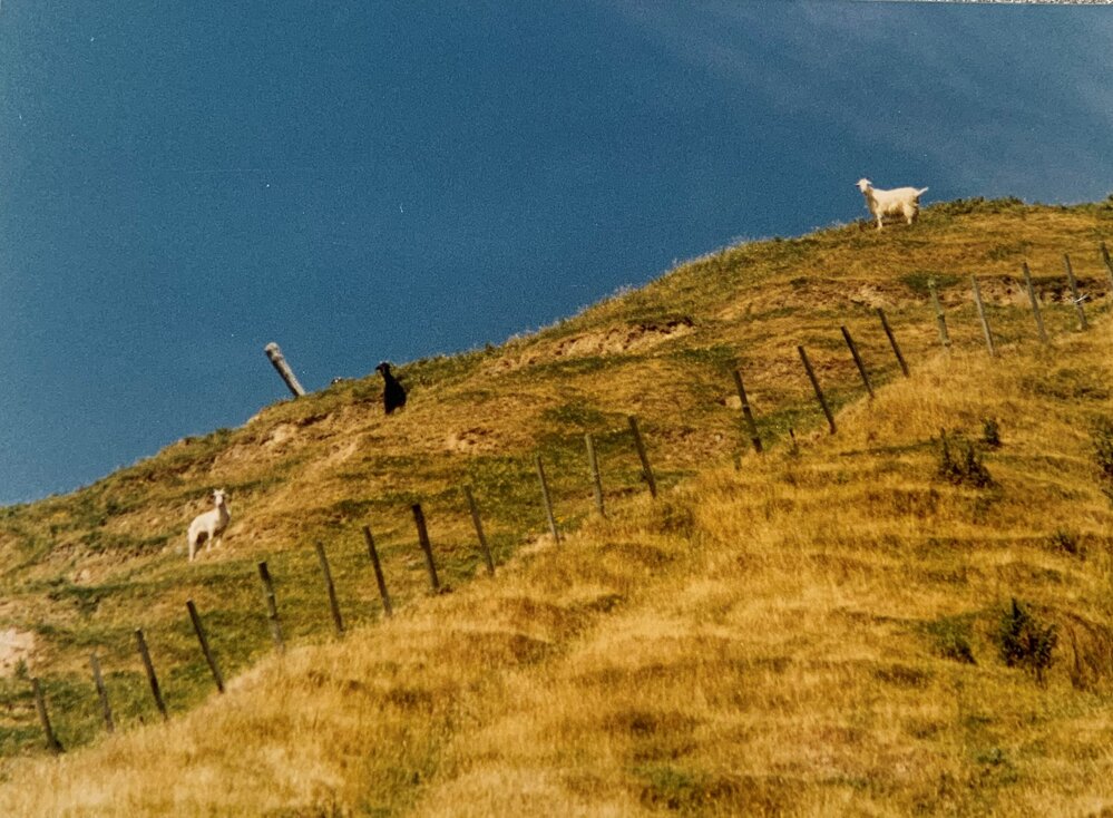 Goats used in gorse control