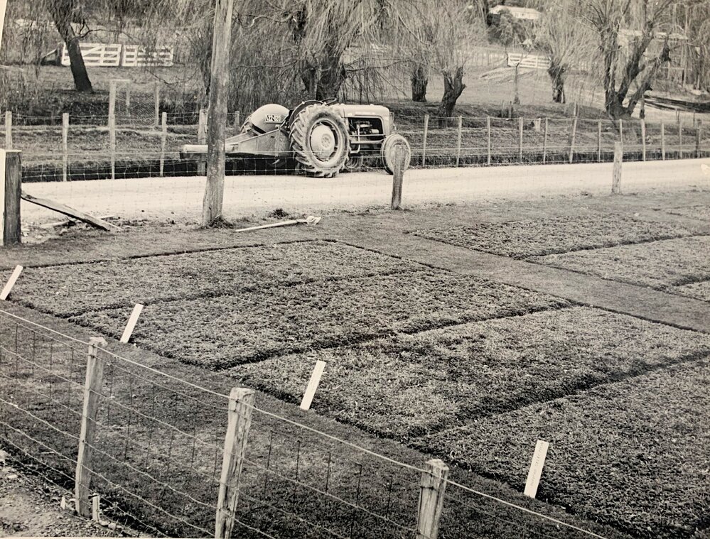 Lotus uliginosus plots