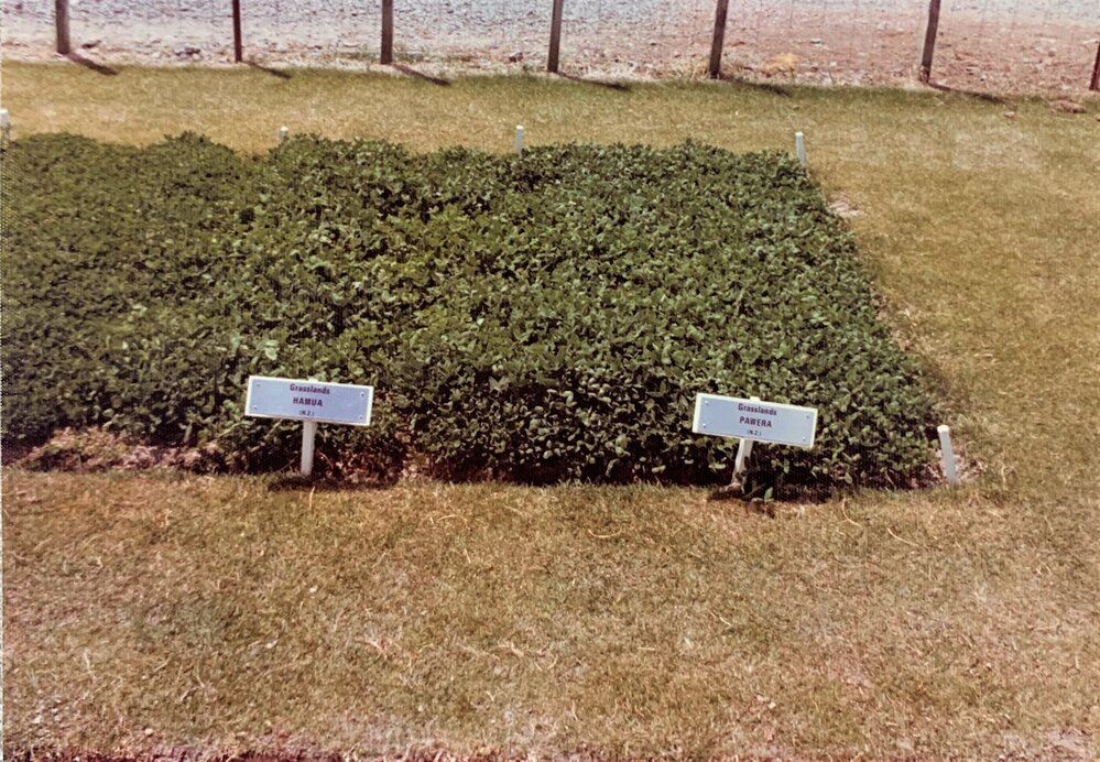 Hamua - Pawera comparison