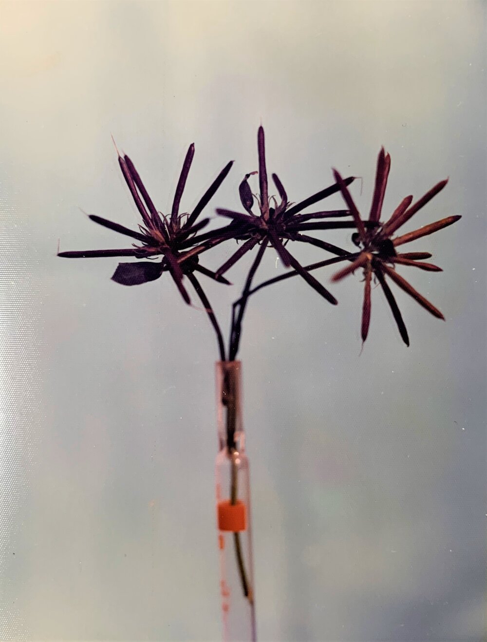 Lotus - close-up of seed heads - 1 of 2