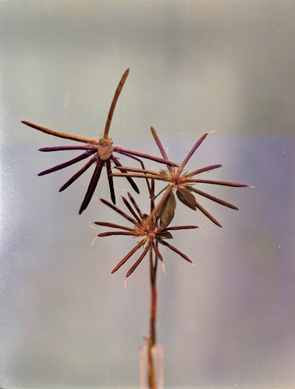 Lotus - close-up of seed heads - 2 of 2