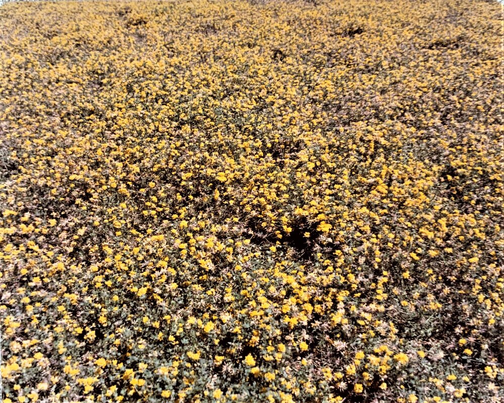 Lotus crop in full flower
