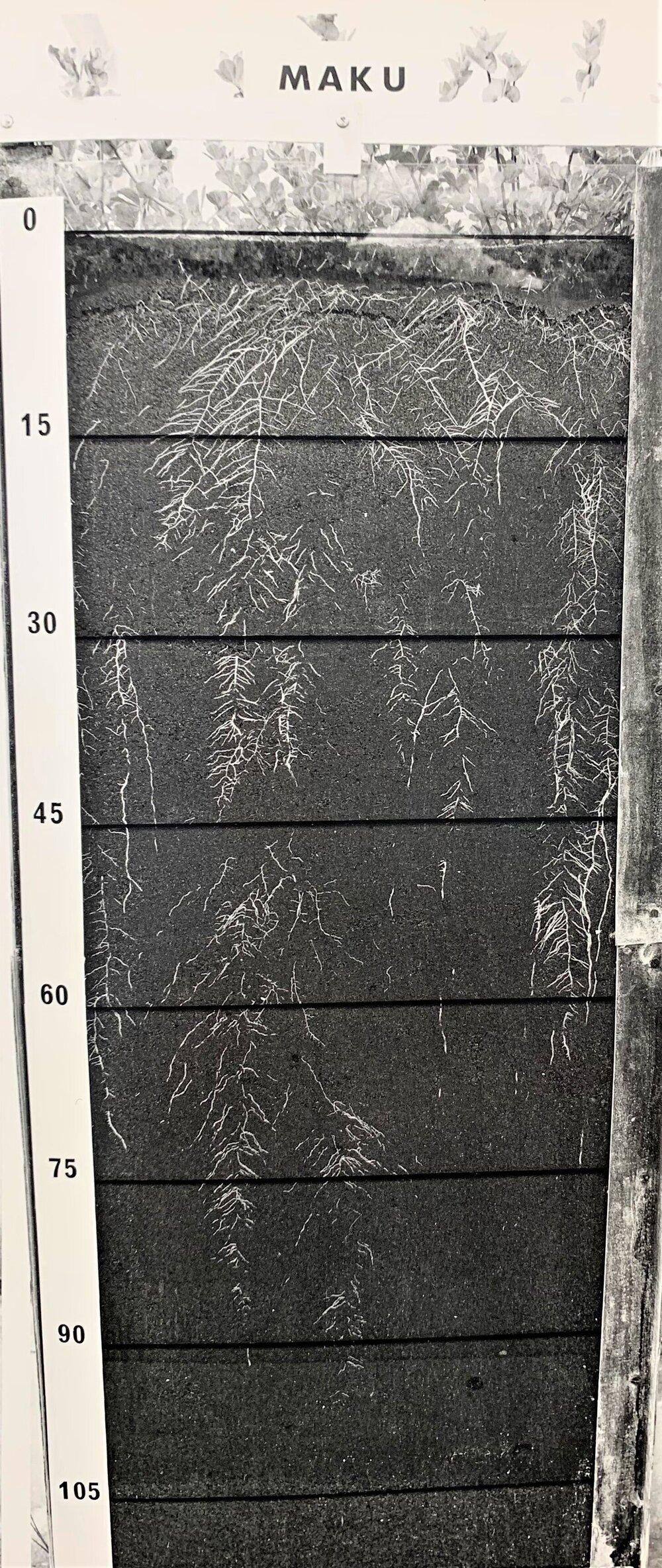 Lotus - Maku root development
