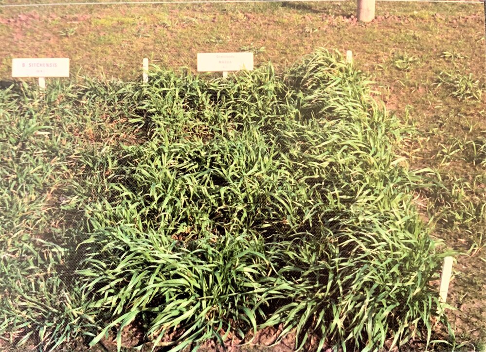 B. sitchensis -  Grasslands Matua - Prairie grass comparison