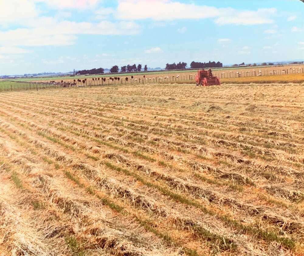 Aorangi harvesting of Grasslands Matua Prairie grass
