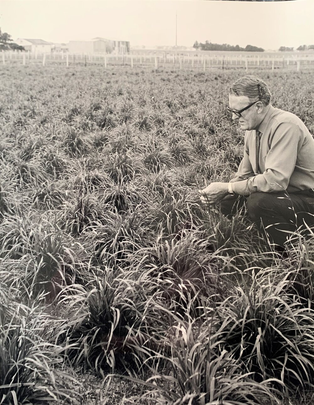 Prairie grass - single plants - Aorangi