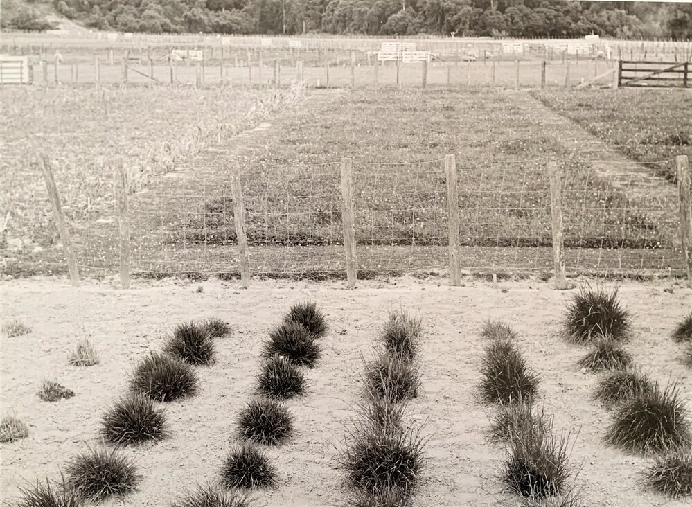 Grasslands plots - 6 of 7