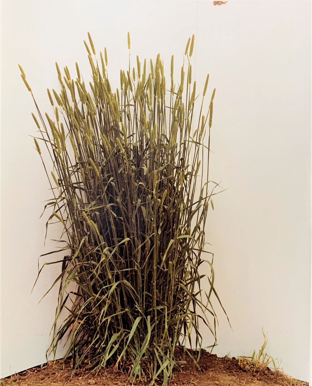 Grasslands Maru phalaris