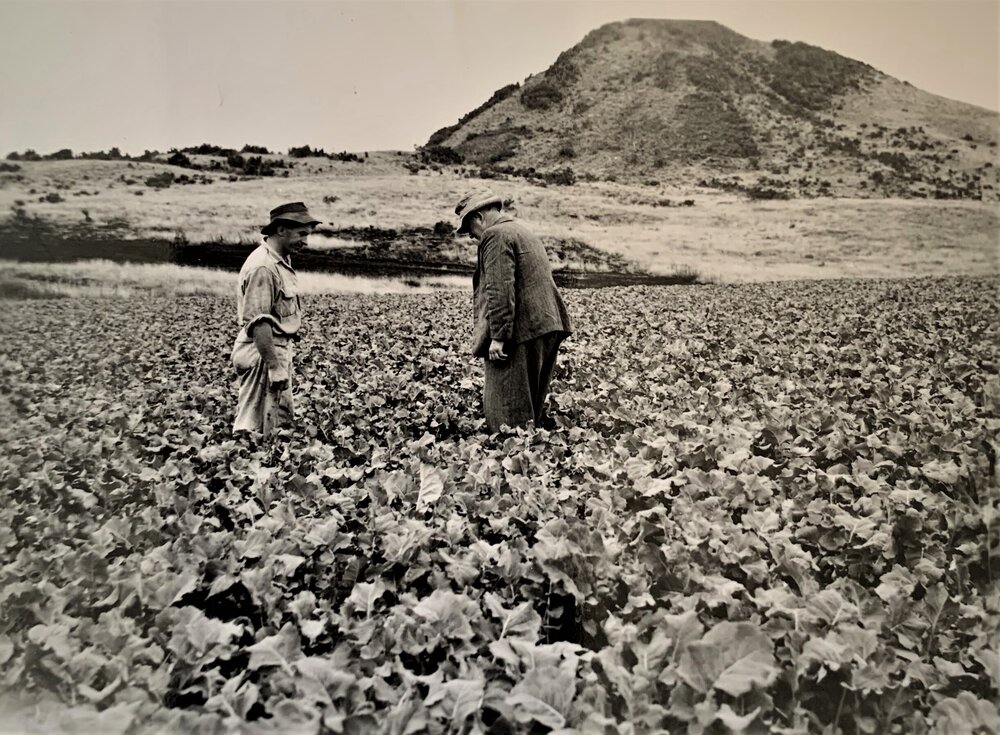 Fodder crop in field
