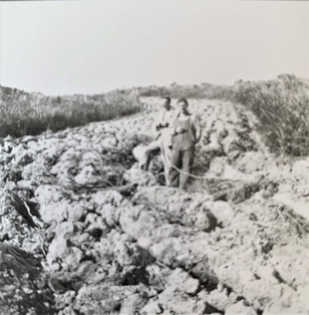 Ploughing scrub - 3 of 3