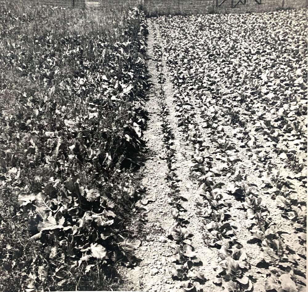 Effect of mature rape plants on first row of turnips