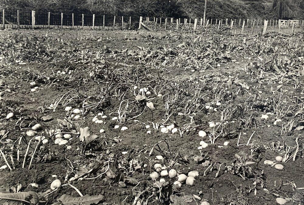 Effect of flood on potato crop - 2 of 2
