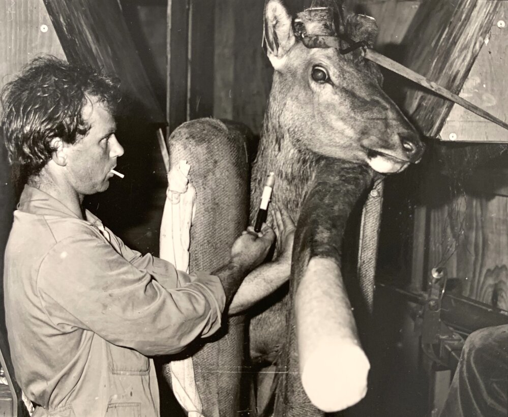 Blood samples from deer at Invermay - 2 of 3