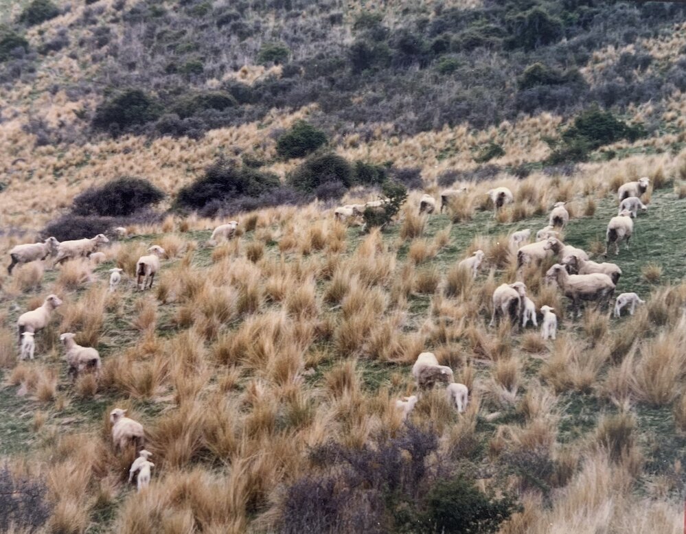 Intensive mating blocks at Tara Hills - 1 of 2