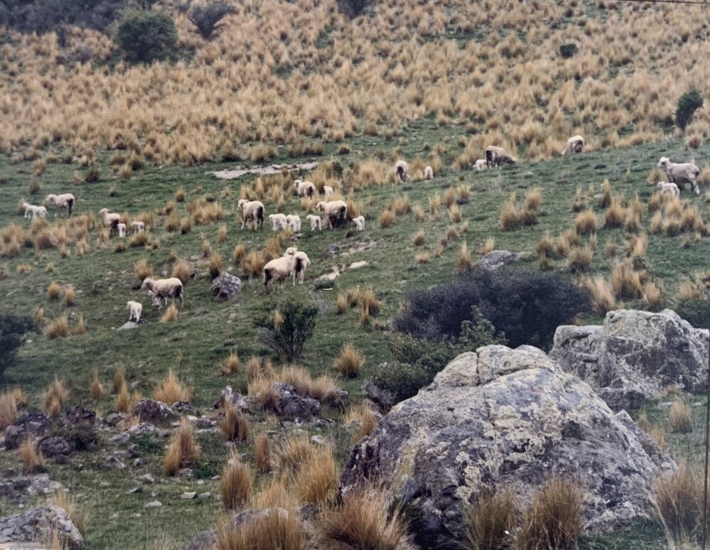 Intensive mating blocks at Tara Hills - 2 of 2