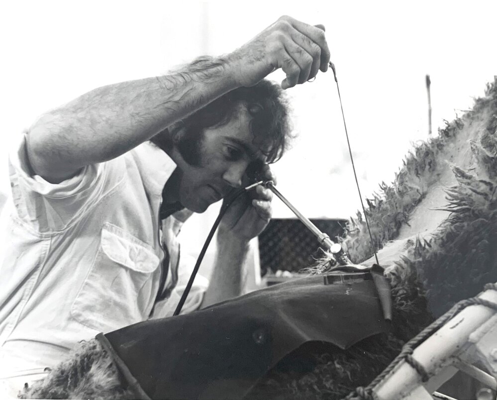 Invermay laparoscopy of sheep - 4 of 4