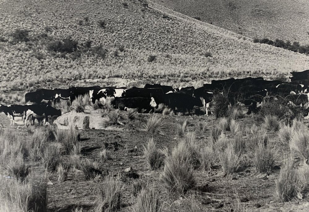 Tara Hills cattle grazing