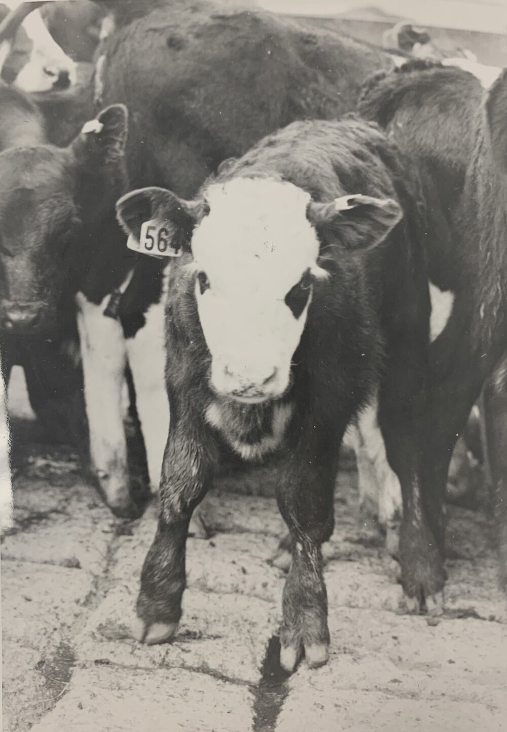 Cattle weaning - 1 of 4