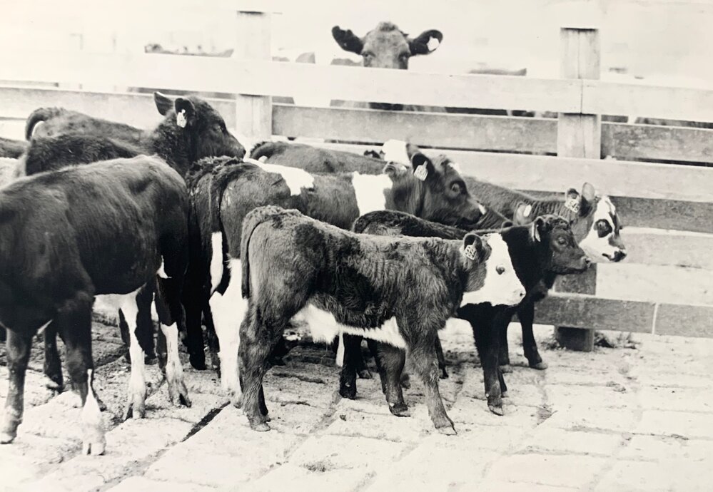 Cattle weaning - 2 of 4