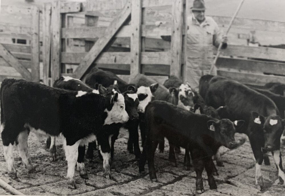 Cattle weaning - 3 of 4