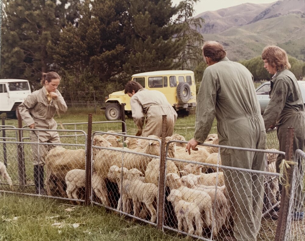 Tara Hills lamb tailing - 1 of 9